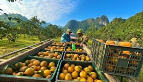 Begin your visa-prepared day with Vietnam’s tranquil ambiance